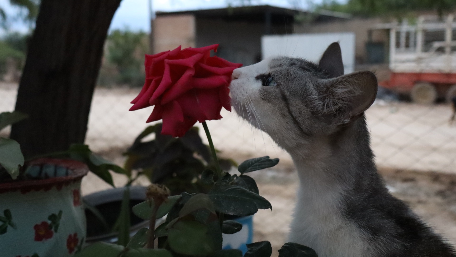 Carla