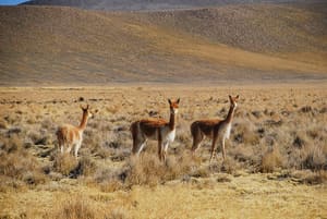 DSC_3706LR.jpg