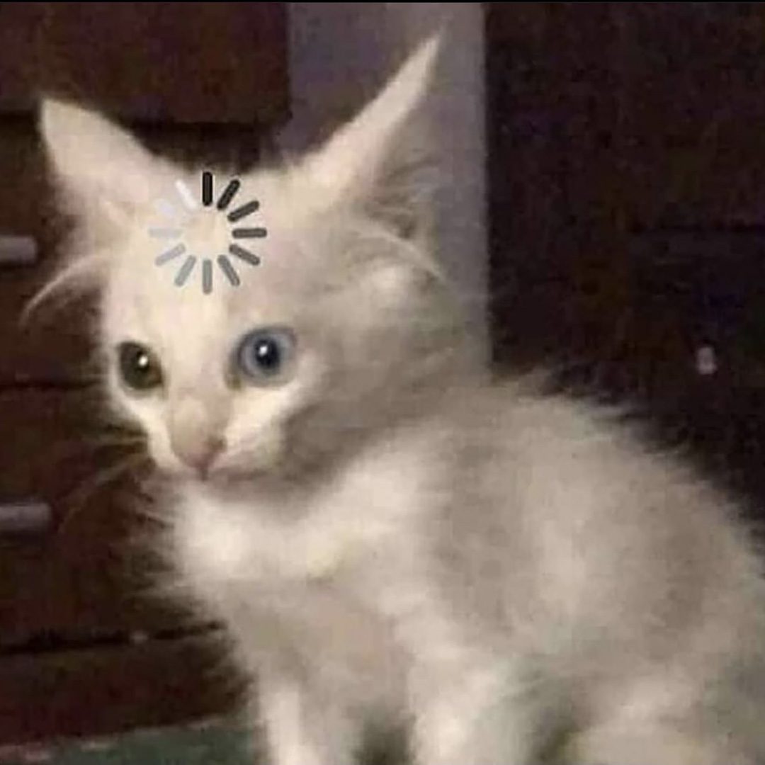 MEME GATO.jpg